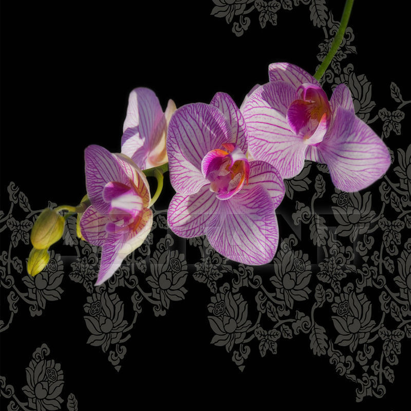 Buy Vinyl wallpaper JUNGLELAND Wall&Decò  CONTEMPORARY WALLPAPER GPW09042