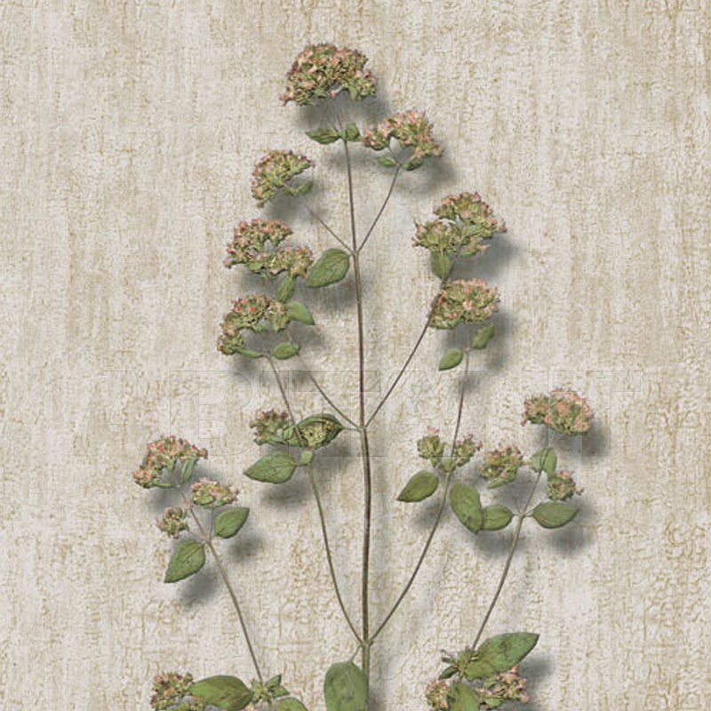 Buy Wallpaper Iksel   Herbier Herb 3
