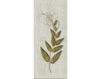 Wallpaper Herbier Herb 6 Gray Wallpaper Iksel Herbier Herb 6 Oriental / Japanese / Chinese