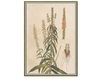 Wallpaper Iksel   Renaissance Herbier RH 5 Oriental / Japanese / Chinese