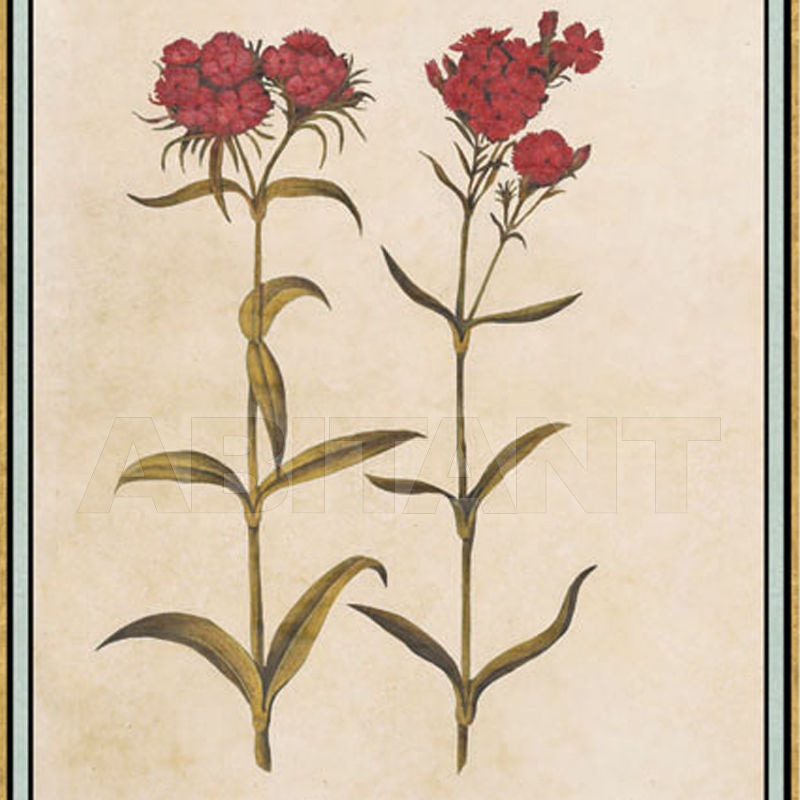 Buy Wallpaper Iksel   Renaissance Herbier RH 9