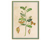 Wallpaper Iksel   Renaissance Herbier RH 17 Oriental / Japanese / Chinese