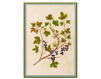 Wallpaper Iksel   Renaissance Herbier RH 19 Oriental / Japanese / Chinese