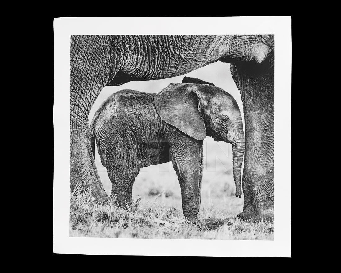 Wall panel 33236 371 1288 price on request Buy Wall panel Haviland 2017 33236 371 1288